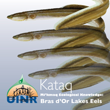 Kataq–Mi’kmaq Knowledge on Bras d’Or Lakes Eels